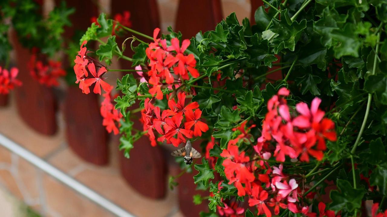 Guesthouse Ante Hodak Селище Дрезницко Екстериор снимка